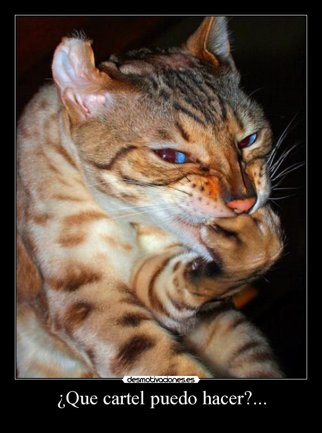 ¿Que cartel puedo hacer?... - 