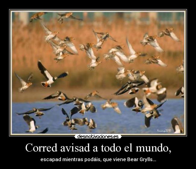 Corred avisad a todo el mundo, - escapad mientras podáis, que viene Bear Grylls...