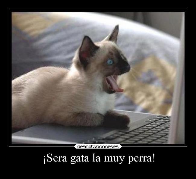 carteles gata perra desmotivaciones