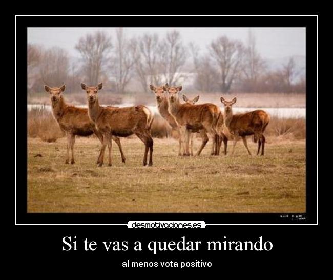 Si te vas a quedar mirando -
