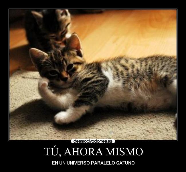 TÚ, AHORA MISMO - EN UN UNIVERSO PARALELO GATUNO
