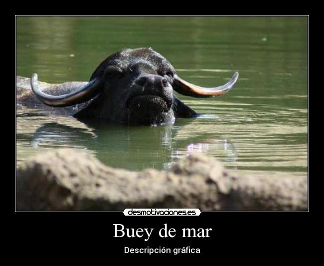 Buey de mar - Descripción gráfica