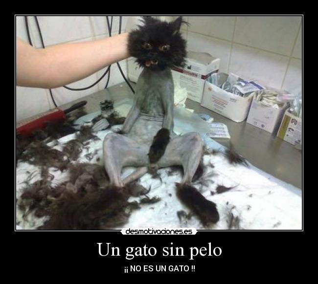 Un gato sin pelo - ¡¡ NO ES UN GATO !!