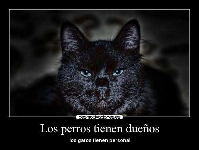 Los perros tienen dueños - los gatos tienen personal