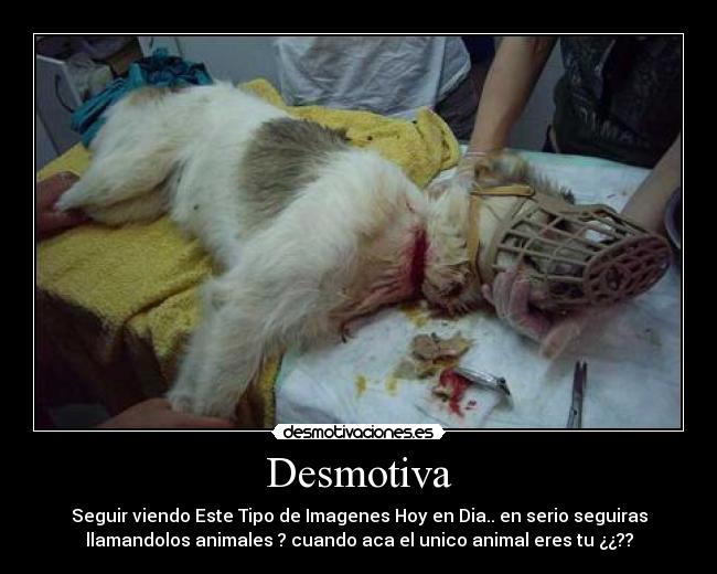 Desmotiva - Seguir viendo Este Tipo de Imagenes Hoy en Dia.. en serio seguiras
llamandolos animales ? cuando aca el unico animal eres tu ¿¿??