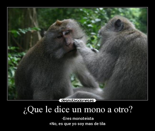 ¿Que le dice un mono a otro? - -Eres monoteista
+No, es que yo soy mas de tila 