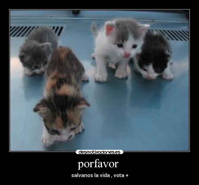 porfavor -