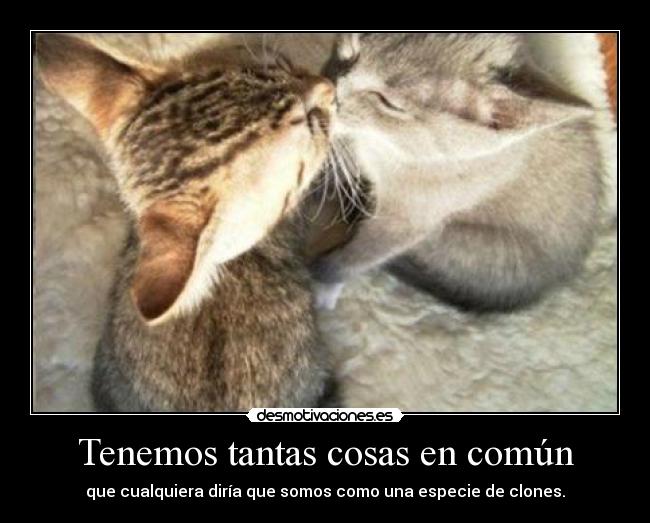 carteles tenemos tantas cosas comun desmotivaciones