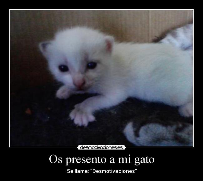 Os presento a mi gato - Se llama: Desmotivaciones