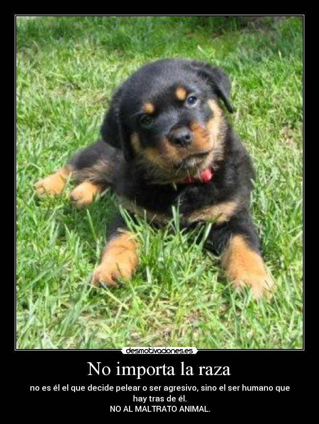 No importa la raza - no es él el que decide pelear o ser agresivo, sino el ser humano que hay tras de él.
NO AL MALTRATO ANIMAL.