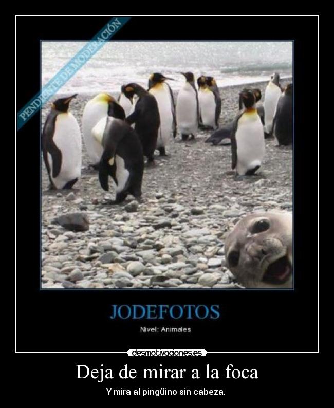 Deja de mirar a la foca - Y mira al pingüino sin cabeza.