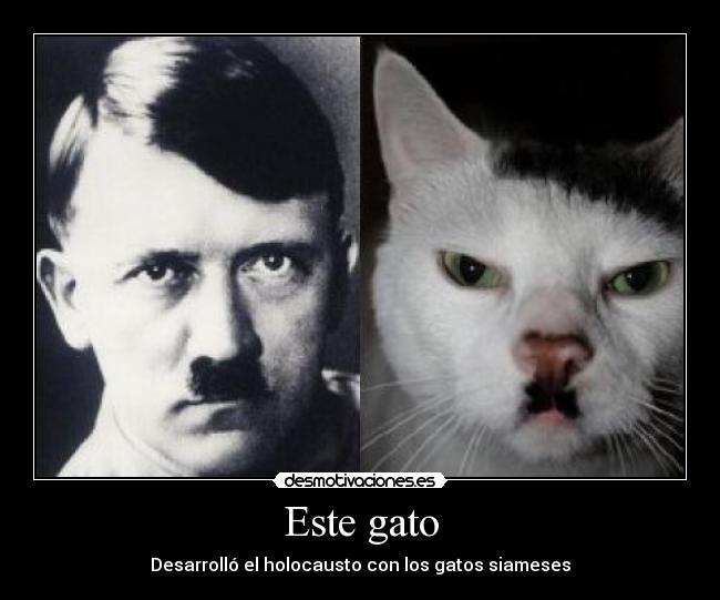 Este gato - Desarrolló el holocausto con los gatos siameses