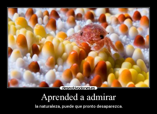 Aprended a admirar -