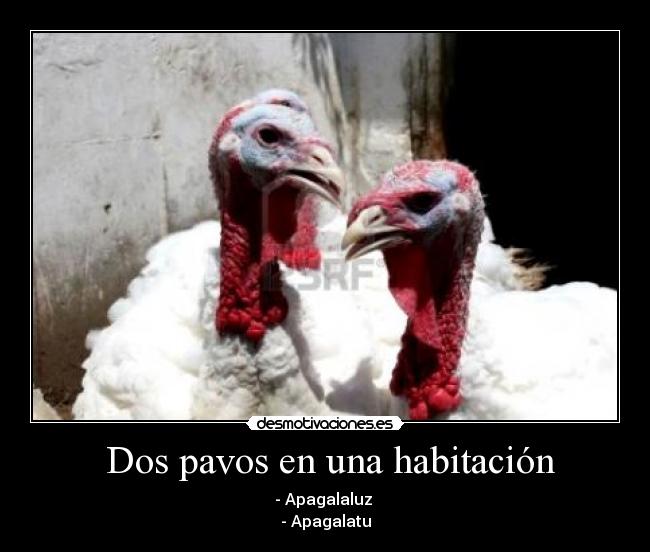 Dos pavos en una habitación - - Apagalaluz
- Apagalatu