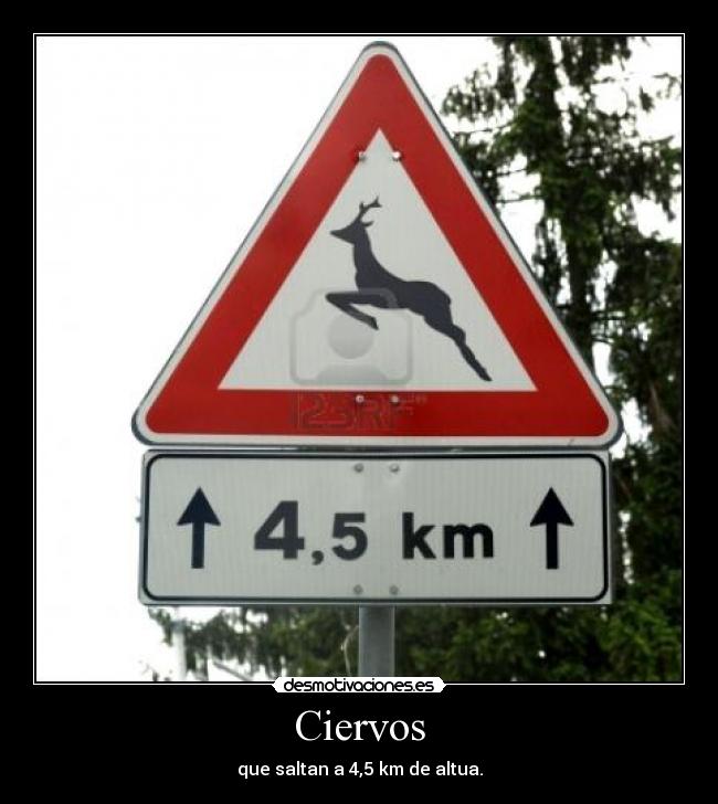 Ciervos - 