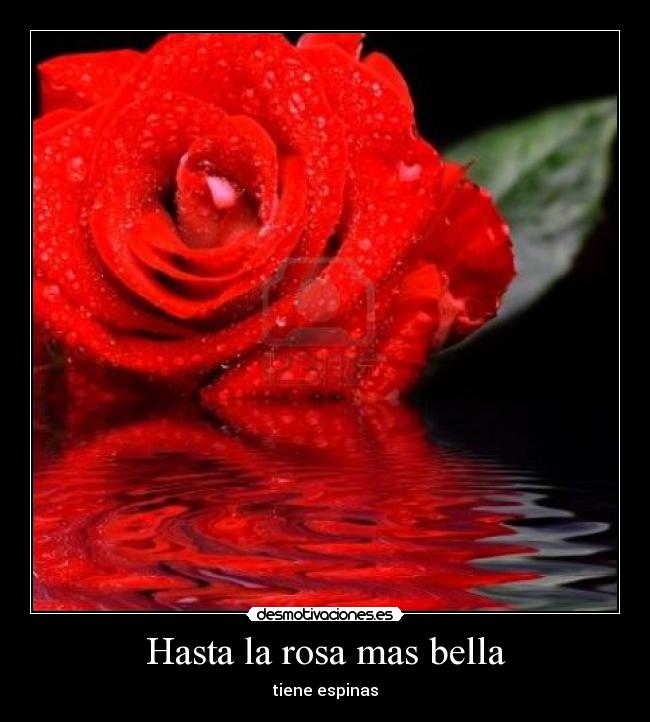 Hasta la rosa mas bella - tiene espinas