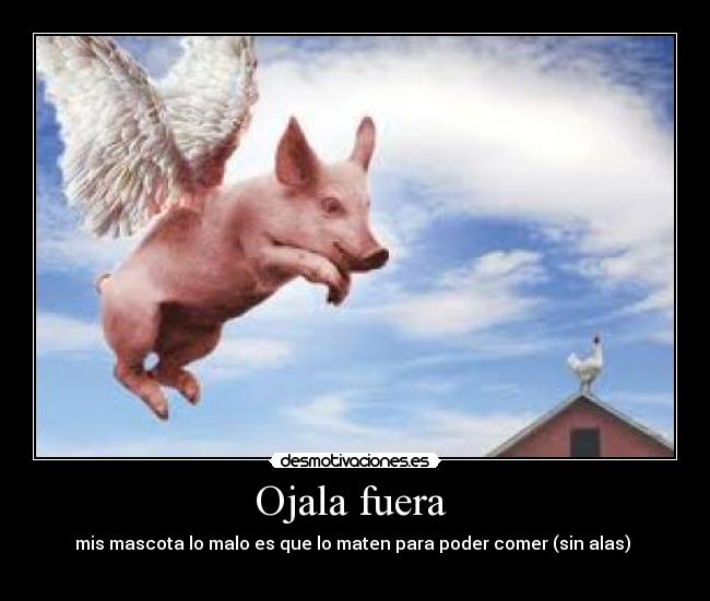 Ojala fuera - mis mascota lo malo es que lo maten para poder comer (sin alas)