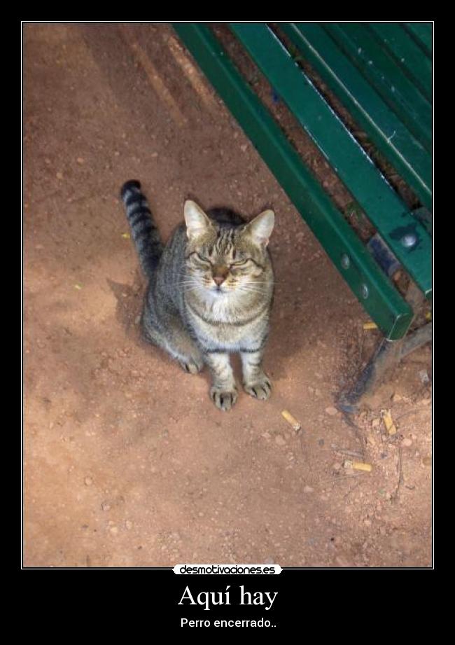 Aquí hay - Perro encerrado..