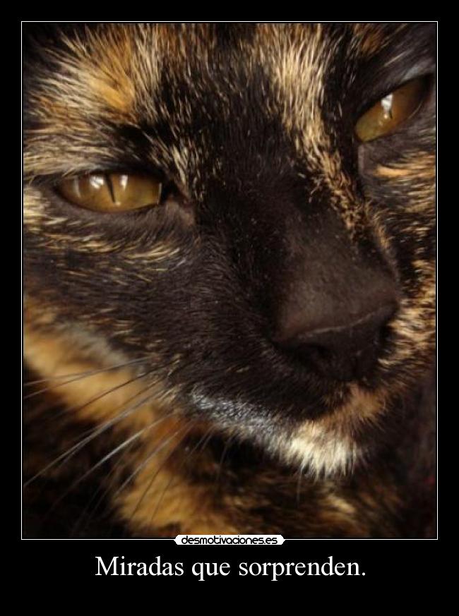 carteles flipy89 gato mirada desmotivaciones