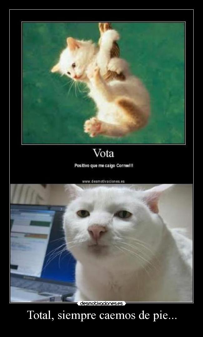 Total, siempre caemos de pie... - 