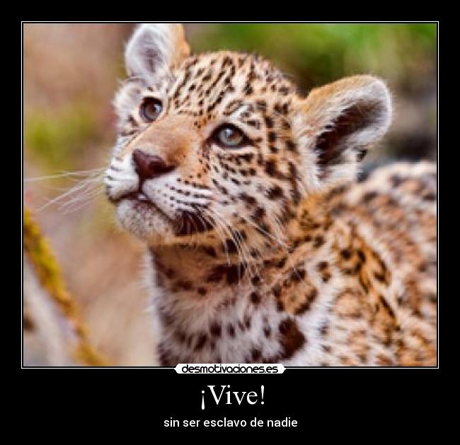 ¡Vive! - 