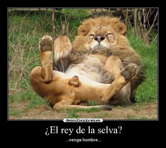 ¿El rey de la selva? -