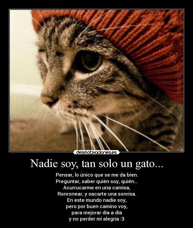 Nadie soy, tan solo un gato... - Pensar, lo único que se me da bien.
Preguntar, saber quién soy, quién...
Acurrucarme en una camisa,
Ronronear, y sacarte una sonrisa.
En este mundo nadie soy,
pero por buen camino voy,
para mejorar día a día
y no perder mi alegría :3