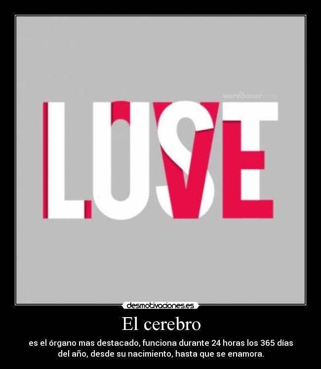 El cerebro - es el órgano mas destacado, funciona durante 24 horas los 365 días
del año, desde su nacimiento, hasta que se enamora.