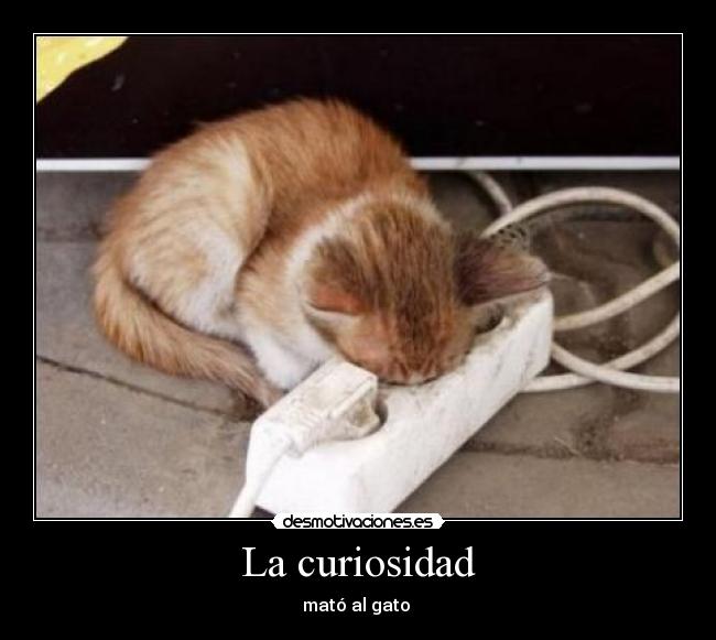 La curiosidad - mató al gato