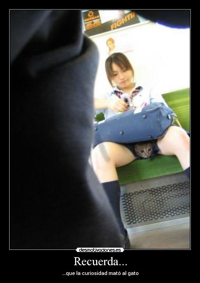 Recuerda... - ...que la curiosidad mató al gato