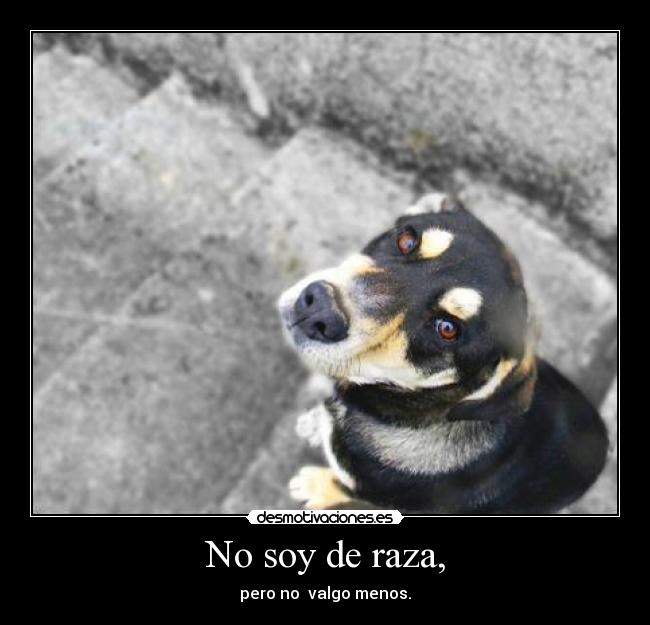 No soy de raza, - 