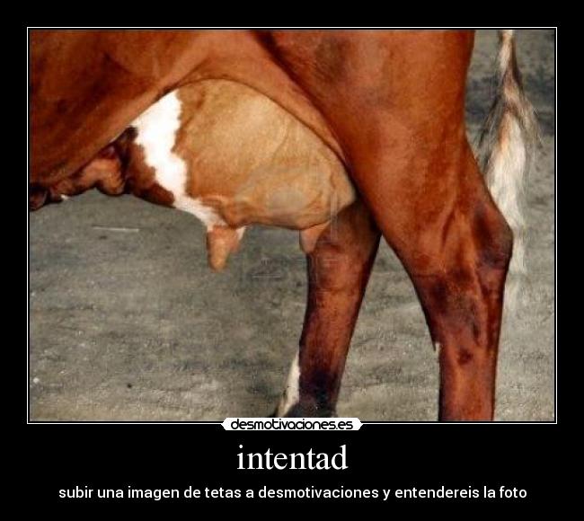 intentad - 