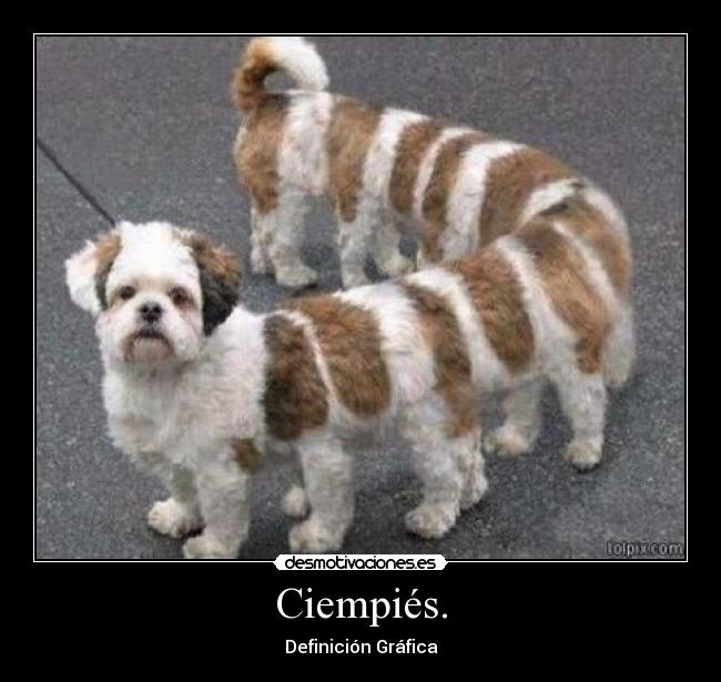 Ciempiés. - 