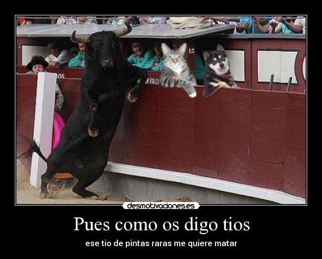 carteles toros perro gato desmotivaciones