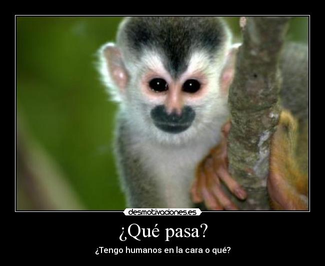 ¿Qué pasa? - ¿Tengo humanos en la cara o qué?