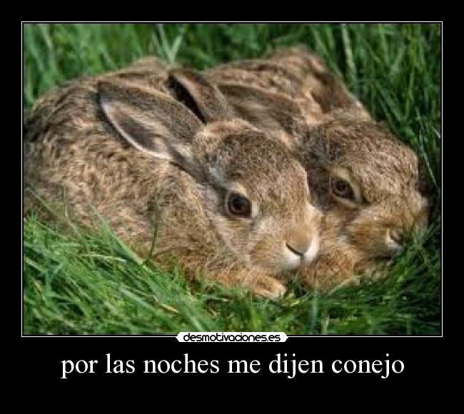 por las noches me dijen conejo - 