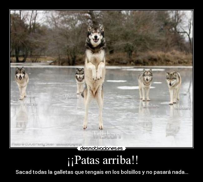 ¡¡Patas arriba!! - Sacad todas la galletas que tengais en los bolsillos y no pasará nada...