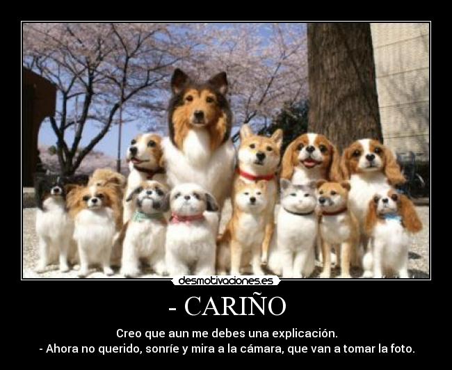 carteles perros gatos desmotivaciones