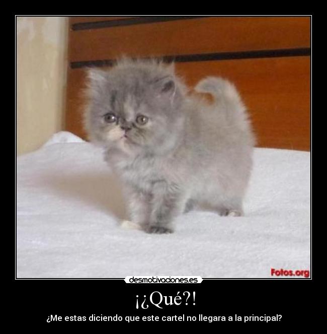 ¡¿Qué?! - ¿Me estas diciendo que este cartel no llegara a la principal?