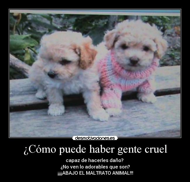 ¿Cómo puede haber gente cruel - capaz de hacerles daño?
¿No ven lo adorables que son?
¡¡¡¡ABAJO EL MALTRATO ANIMAL!!!
