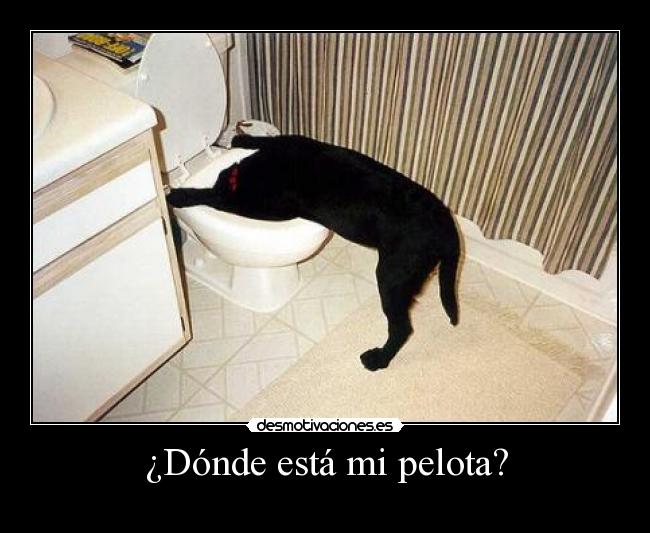 ¿Dónde está mi pelota? -