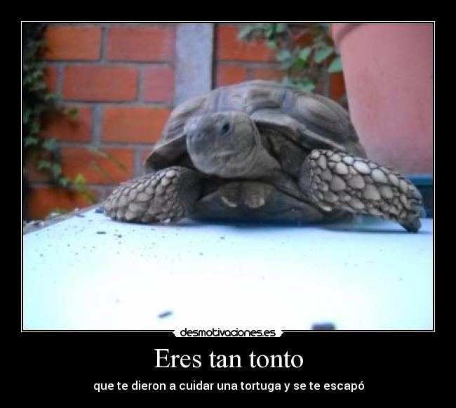 Eres tan tonto - que te dieron a cuidar una tortuga y se te escapó