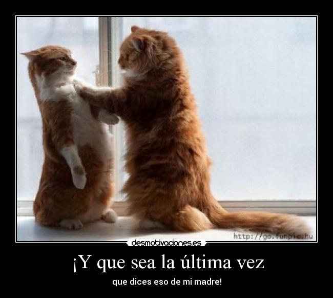 carteles gatos peleando desmotivaciones