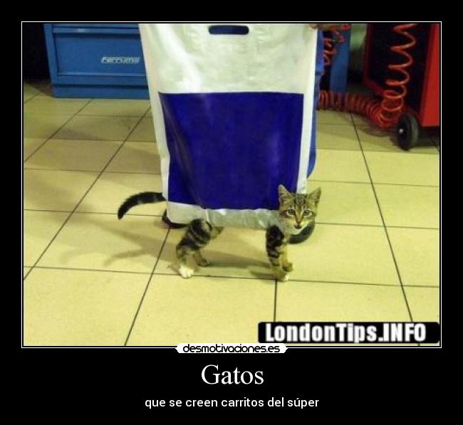 Gatos - que se creen carritos del súper