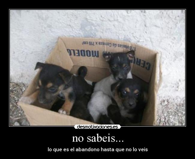 no sabeis... - lo que es el abandono hasta que no lo veis