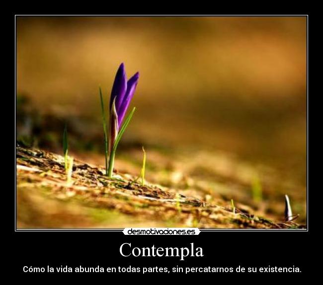 Contempla -