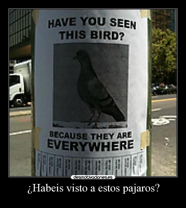 carteles pajarospalomaeverywhere desmotivaciones