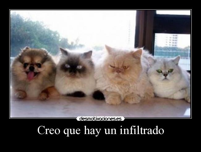 Creo que hay un infiltrado -