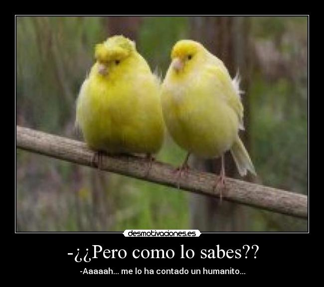 -¿¿Pero como lo sabes?? -