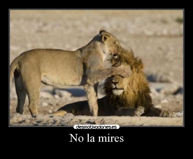 No la mires - 